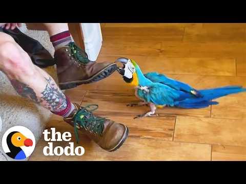 28-Year-Old Macaw Is Jealous Of Mom's Boyfriend #Video