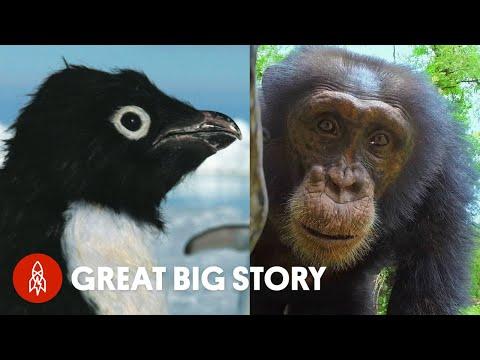 The Guardians of Endangered Wildlife Video