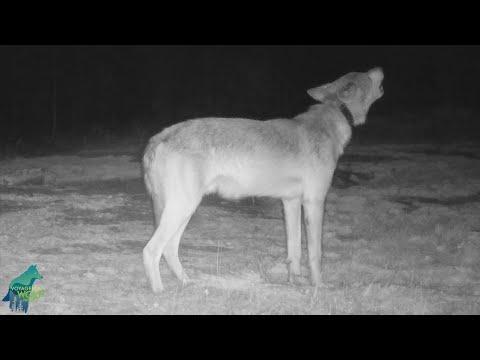 Amazing howl from a wild wolf in northern Minnesota #Video