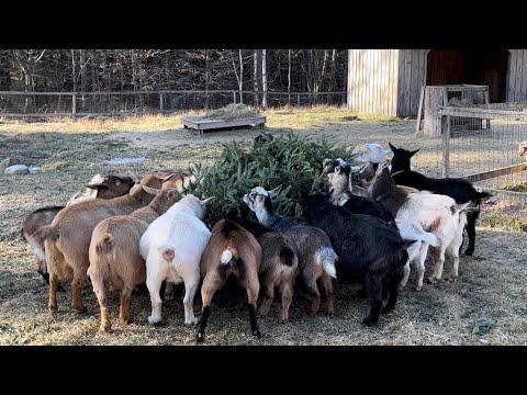 People drop off trees for the goats! #Video