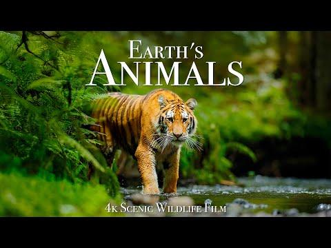 Earth's Animals - Scenic Wildlife Film with Inspiring Music #Video