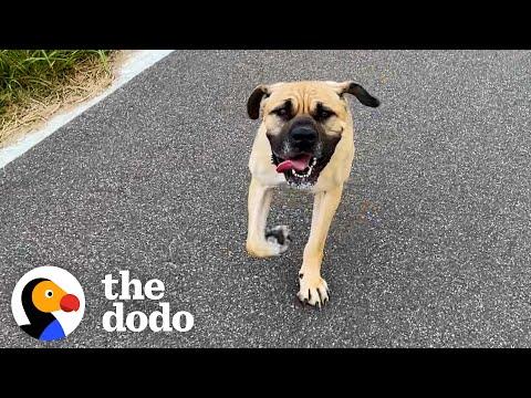This Dog Is Such A Little Miracle #Video
