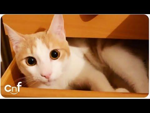 Hero Cat Compilation | Why We Love Cats