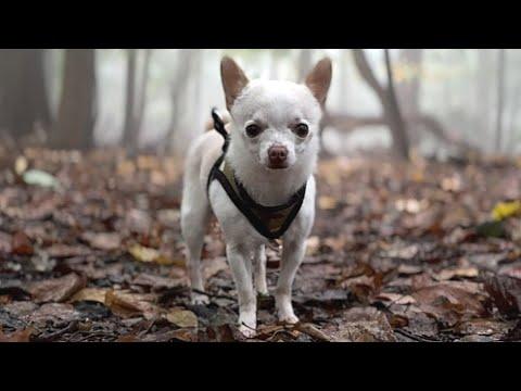 Woman takes home 'unmanageable' chihuahua and got what she deserved #Video