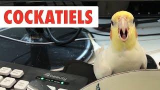 Breed All About It: Cockatiels