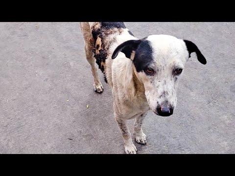 CAUTION: Graphic Images - Badly burned street dog brings joy wherever he goes... #Video