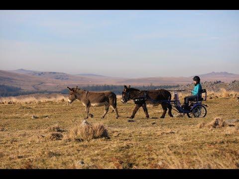 Driving two rescue donkeys over Dartmoor
