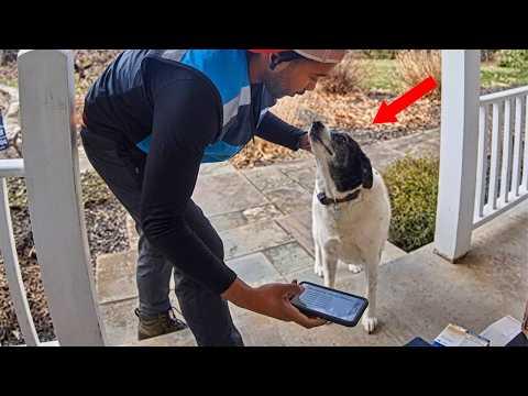 When Furry Friends Can't Hide Their Love For Delivery Guys! #Video
