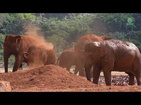 A Happiness Of Baby Elephant Pyi Mai & Chaba In Sanctuary - ElephantNews #Video