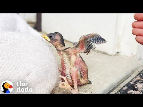 What To Do If You Find A Newborn Baby Bird On The Ground #Video