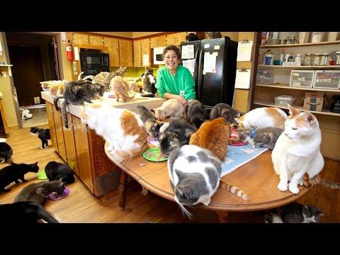 Ultimate Cat Lady: Woman Shares Her Home With 1,100 Felines