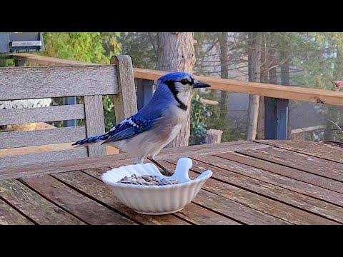 I Fed A Blue Jay Last Year And She's Back With A Surprise #Video