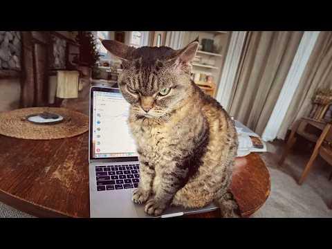 This 'Dangerous' Cat Just Needed One Person to Believe in Her #Video