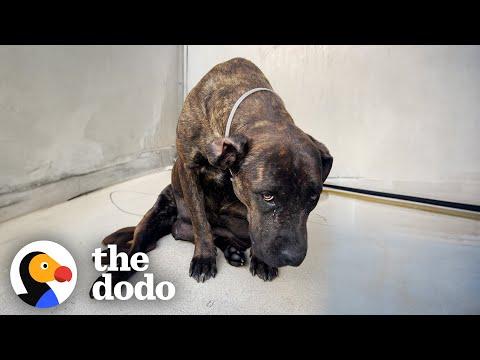 Dog Who Had 12 Puppies In The Shelter Gets A Spa Day #Video