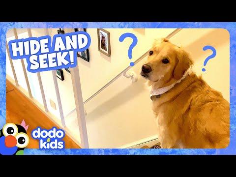 Play Hide-And-Seek With This Sneaky Pup! | Dodo Kids #Video