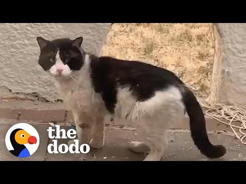 Woman Watches Her Neighbors Abandon Their Cat #Video