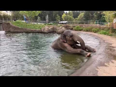 Meet Asian Elephant Samudra