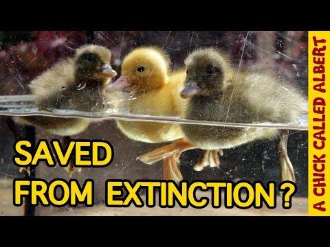 The Rarest Ducklings on earth #Video