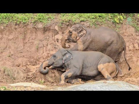 Baby Elephants Discover the Joy of Rainy Day Spa - ElephantNews