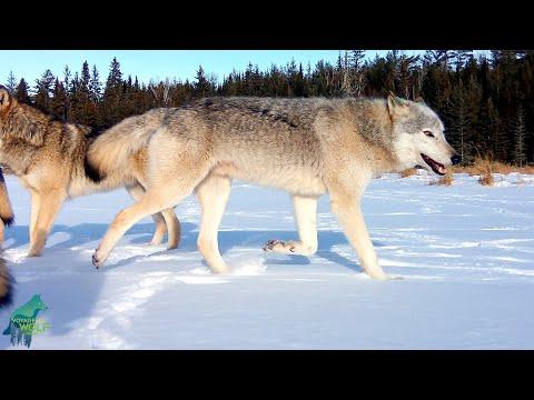 Stunning footage of wolf pack crossing a frozen beaver pond #Video