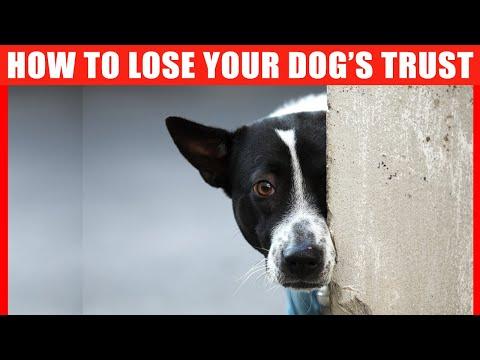15 Ways to Lose Your Dog's Trust #Video
