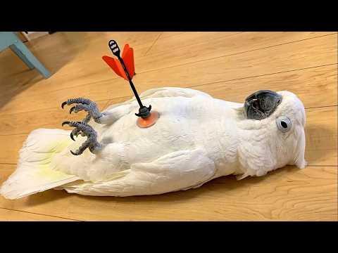 Most DRAMATIC PARROTS Ever Caught on Camera! Funny Parrot Videos 2026 #Video