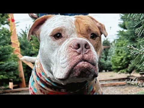 Moments before euthanasia, shelter dog gets brand new life #Video