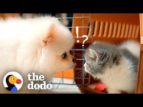 Kitten Who’d Hiss At His Dog Brother Now Loves To Play With Him #Video
