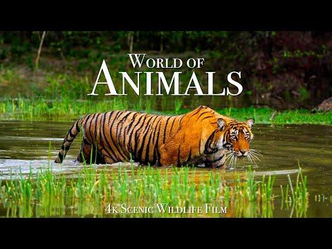 Animal World 4K - Scenic Wildlife Film With Calming Music #Video