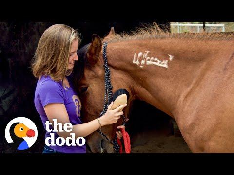 Horse Found On Craigslist Recognizes His First Mom After 2 Years #Video