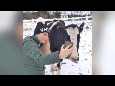 Worried mama cow FaceTimes with her hospitalized baby video