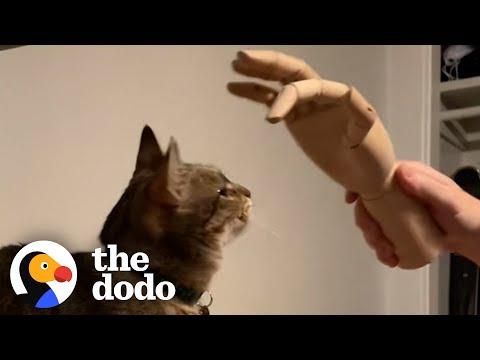 Guy Wins Cat's Love By Treating Her Like A Dog #Video