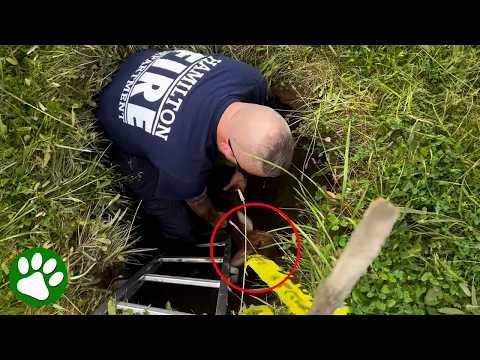 Firefighters Save Baby Deer in Emotional Rescue Mission #Video