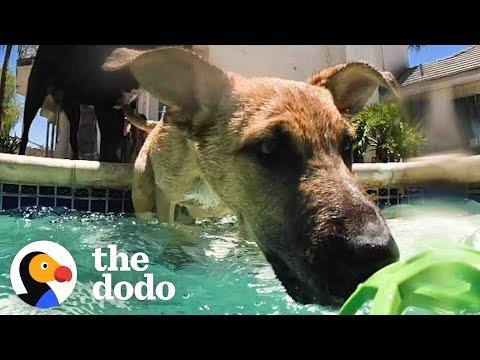 Foster Puppy Immediately Recognizes His Mom At Pool Party
