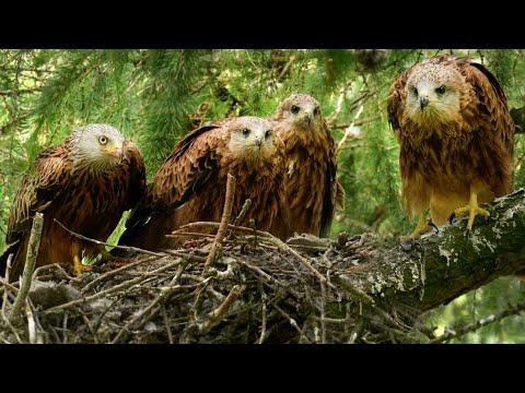 Red Kite Chicks' Last Weeks in the Nest | Robert E Fuller #Video