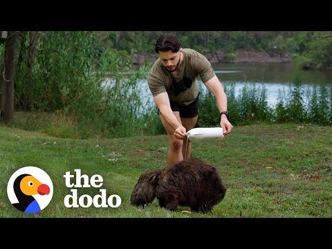 Guy Chases Down Wild Wombats To Save Their Lives #Video