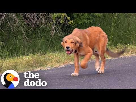 Puppy Begs Cars For Help On Side Of Road #Video