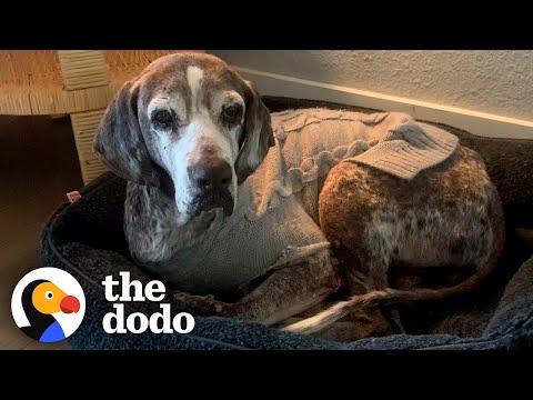 Trembling 12-Year-Old Rescue Dog Slowly Becomes A Puppy Again #Video