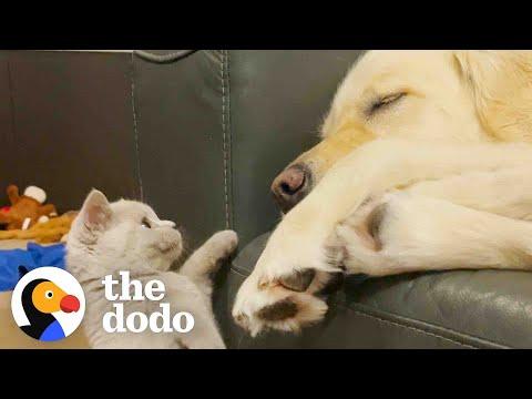 Golden Retriever Who Had Separation Anxiety Gets A Kitten Brother #Video