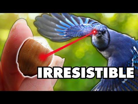 Blue Jays Love these More than Peanuts! | The Great Fall Harvest #Video