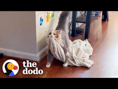 Rescue Cat Carries Her Favorite Blanket All Around The Apartment #Video