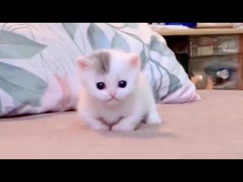 This Cute Kitten Ball Will Make Your Stress Melt Away Video