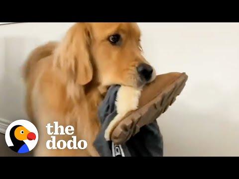 Golden Retriever Brings His Mom's Clothes To The Backyard Every Single Day #Video