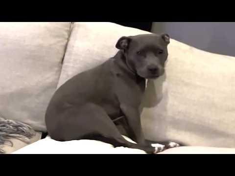 Rescue dog's pure joy after adoption #Video