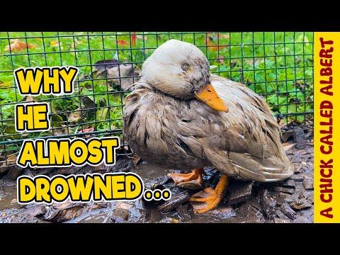 Why this sweet duck ALMOST drowned #Video