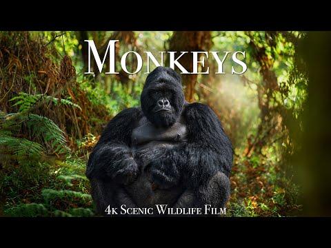 Monkeys 4K - Scenic Wildlife Film With Calming Music #Video