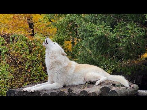 Wolf's Howl Gives You Goosebumps (the good kind) #Video