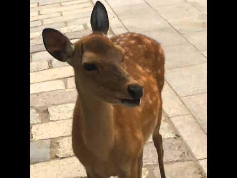 Hilarious Screaming Deer In Nara Japan (Original)