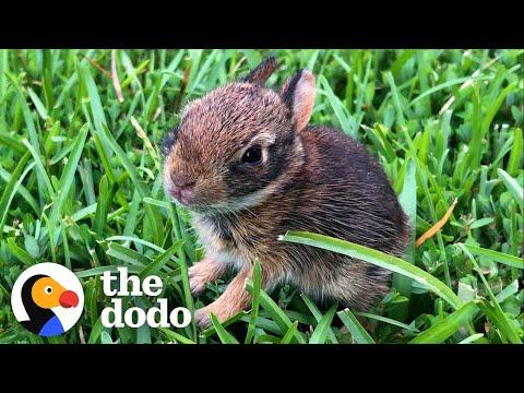 Lady Rescues A Newborn Rabbit And Raises Her Until She's Ready To Be Wild #Video