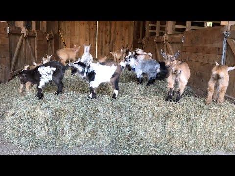 Goat Baby Olympics!